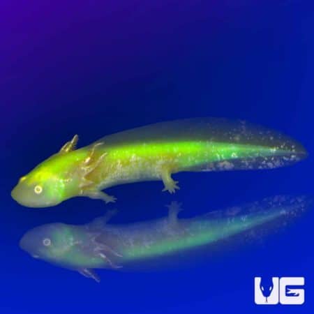 GFP Albino Axolotls For Sale - Underground Reptiles