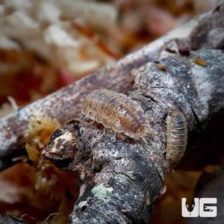 Porcellio Scaber Orins Calico Isopods For Sale - Underground Reptiles