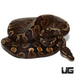 Chocolate GHI Ball Pythons For Sale - Underground Reptiles