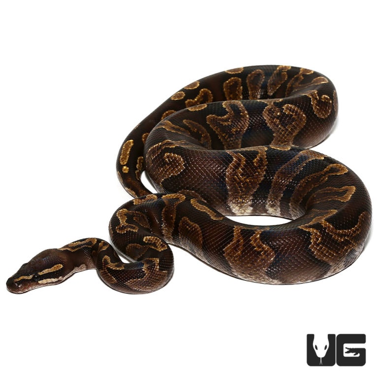 Chocolate GHI Ball Pythons (Python regius) For Sale - Underground Reptiles