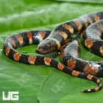 Suriname Water False Coral Snake (Hydrops triangularis) For Sale - Underground Reptiles