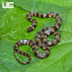 Suriname Water False Coral Snake (Hydrops triangularis) For Sale - Underground Reptiles