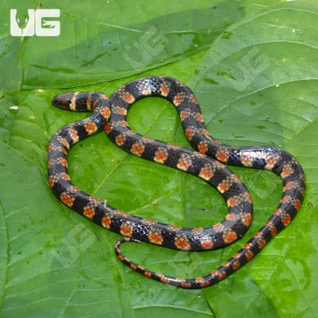Suriname Water False Coral Snake (Hydrops triangularis) For Sale - Underground Reptiles