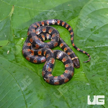 Suriname Water False Coral Snake (Hydrops triangularis) For Sale - Underground Reptiles