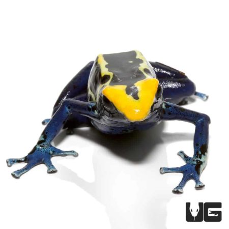 Cobalt Blue Tinctorius Dart Frogs For Sale - Underground Reptiles
