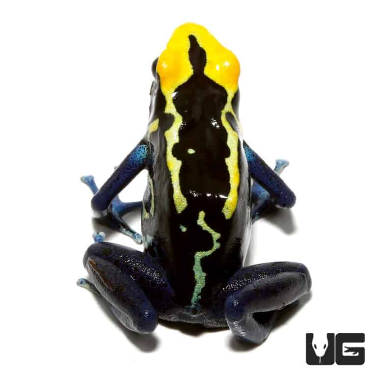 Dart Frogs and Mantellas For Sale - Underground Reptiles