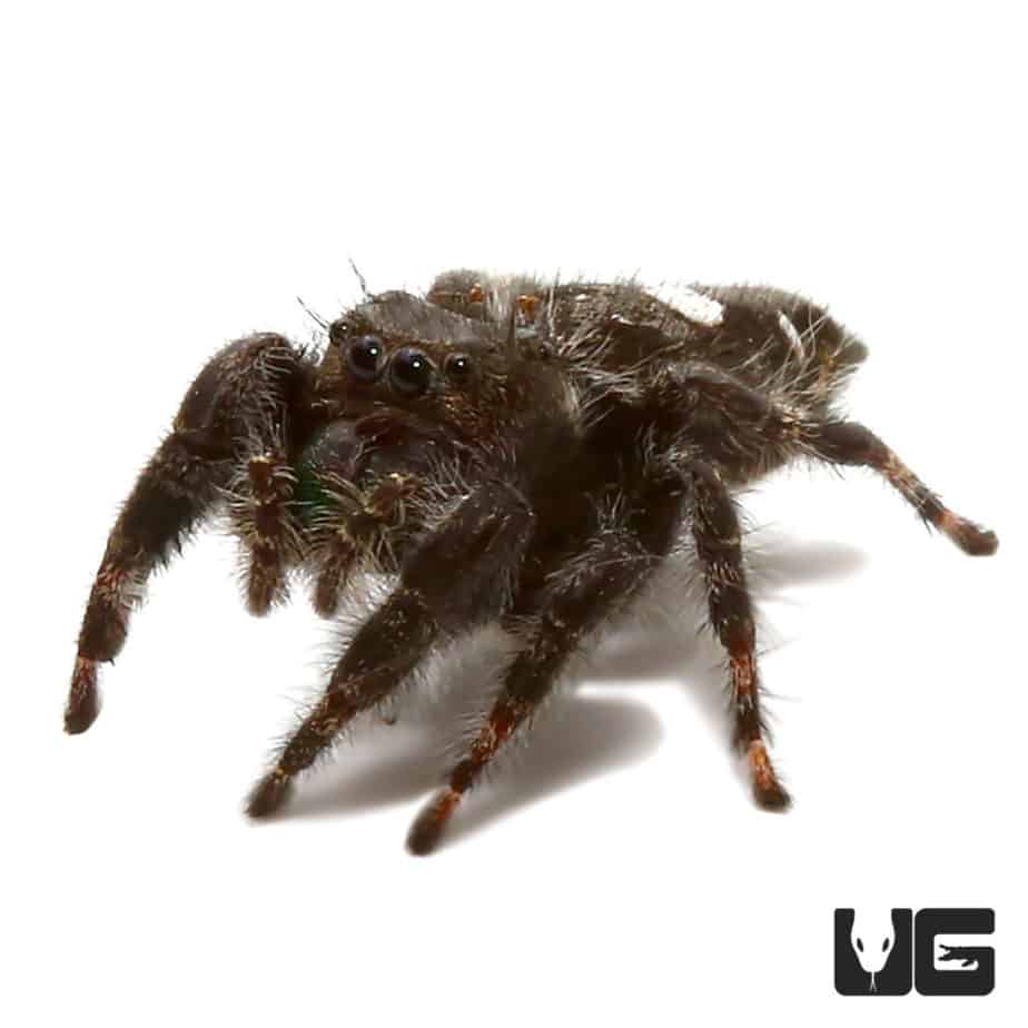 Baby Bold Jumping Spider (Phidippus audax) For Sale Underground Reptiles
