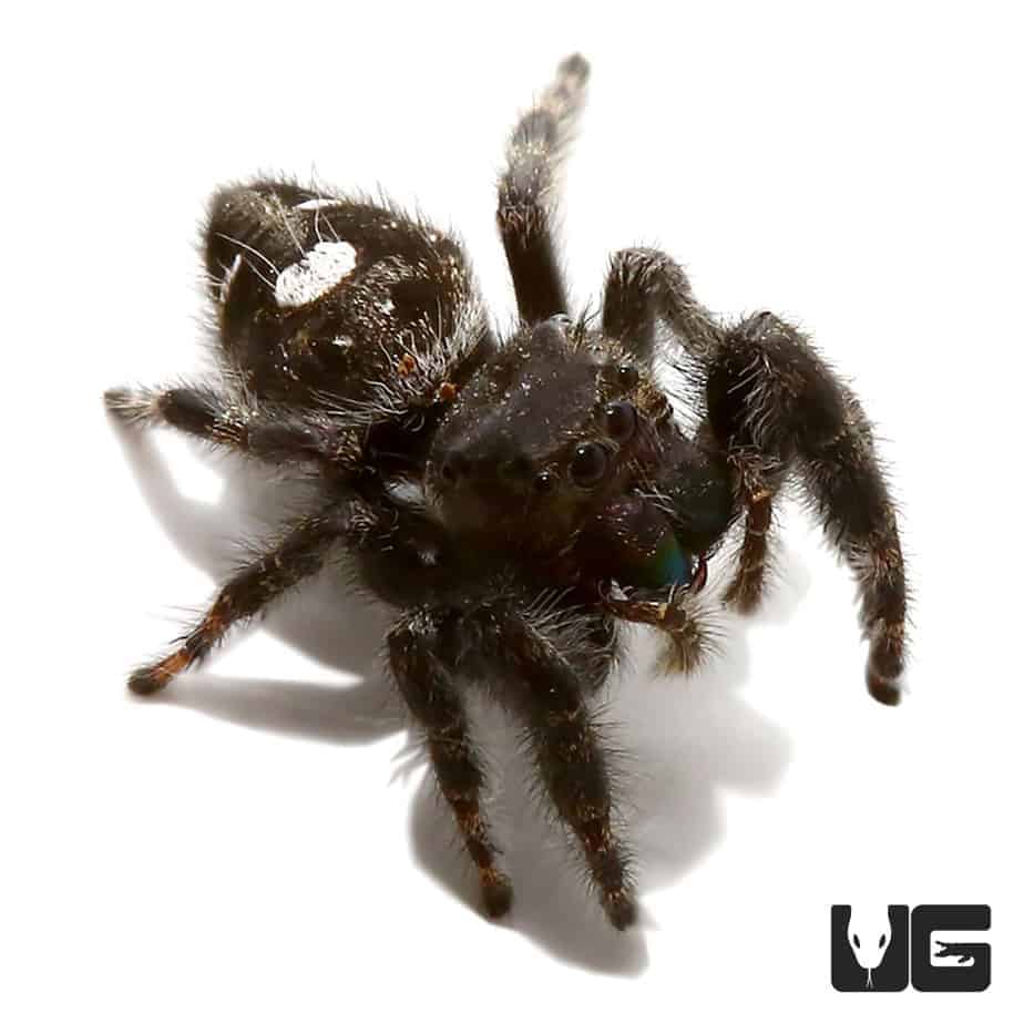 Baby Bold Jumping Spider (Phidippus audax) For Sale Underground Reptiles