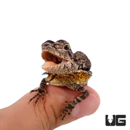 Baby Frilled Dragons For Sale - Underground Reptiles