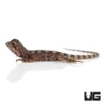 Baby Frilled Dragons For Sale - Underground Reptiles