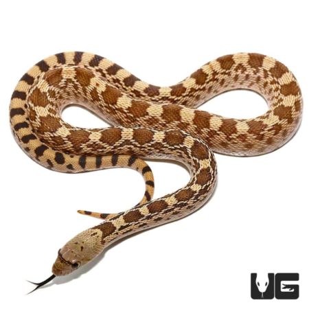 Baby Gopher Snakes For Sale - Underground Reptiles
