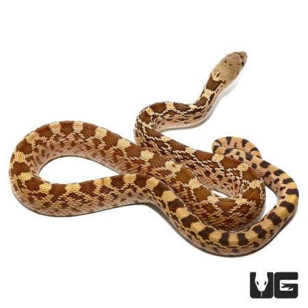 Baby Sonoran Gopher Snakes For Sale - Underground Reptiles