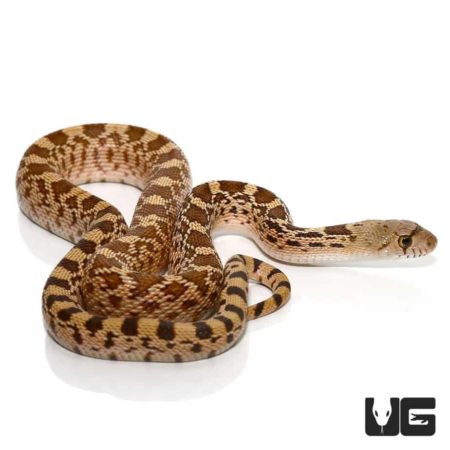 Baby Sonoran Gopher Snakes For Sale - Underground Reptiles