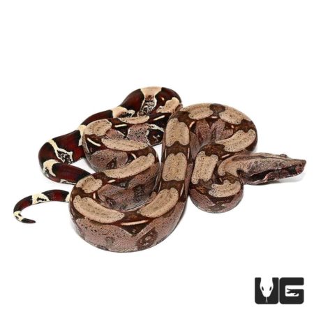 Boas For Sale - Underground Reptiles