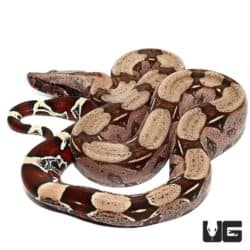 Guyana Redtail Boa For Sale - Underground Reptiles