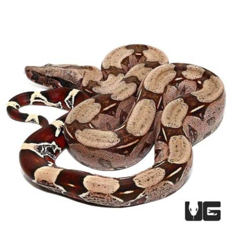 Guyana Redtail Boa (Boa c. constrictor) For Sale - Underground Reptiles