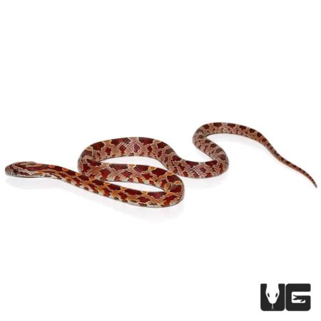 Baby Het Albino Cornsnakes For Sale - Underground Reptiles