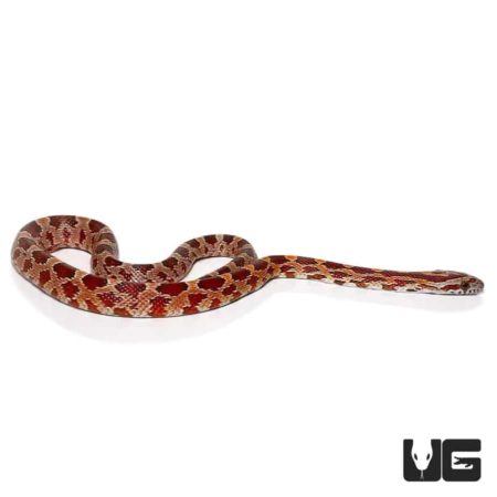 Baby Het Albino Cornsnakes For Sale - Underground Reptiles
