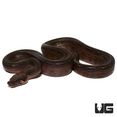 Baby Sonoran Leopard Boas For Sale - Underground Reptiles