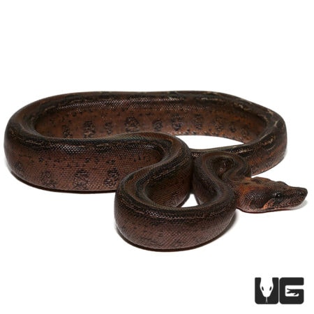 Baby Sonoran Leopard Boas For Sale - Underground Reptiles