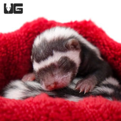 Baby Libyan Striped Weasel For Sale - Underground Reptiles