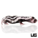 Baby Libyan Striped Weasel For Sale - Underground Reptiles