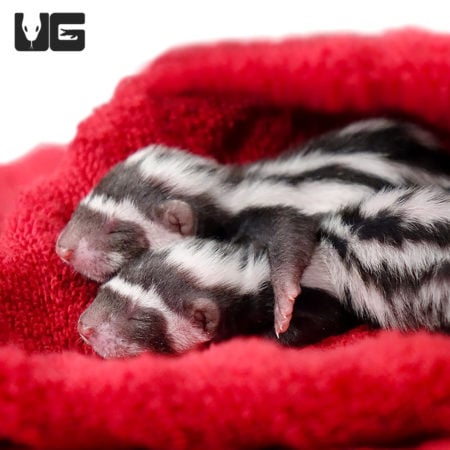 Baby Libyan Striped Weasel For Sale - Underground Reptiles