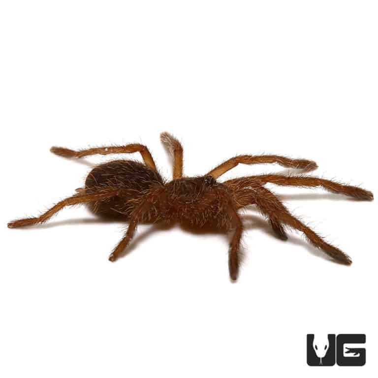 Big Black Earth tiger Tarantula (Cyriopagopus sp big black) For Sale
