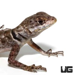 Guyana Collared Lizards For Sale - Underground Reptiles