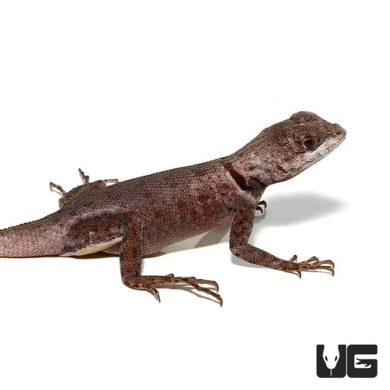 Guyana Collared Lizards (Tropidurus hispidus) For Sale Underground