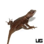 Guyana Collared Lizards For Sale - Underground Reptiles