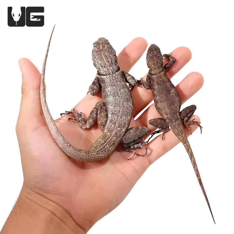 Guyana Collared Lizards (Tropidurus hispidus) For Sale Underground