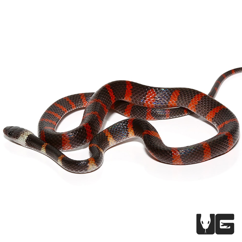 Suriname false coral snake underground reptiles