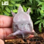 Baby Hypo Florida Softshell Turtles (Apalone ferox) For Sale - Underground Reptiles