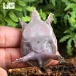Baby Hypo Florida Softshell Turtles (Apalone ferox) For Sale - Underground Reptiles