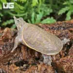 Baby Hypo Florida Softshell Turtles (Apalone ferox) For Sale - Underground Reptiles