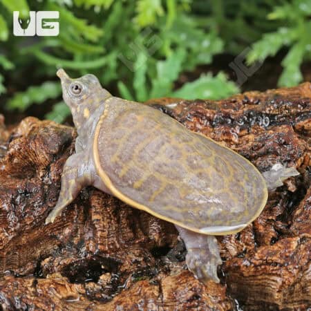 Baby Hypo Florida Softshell Turtles (Apalone ferox) For Sale - Underground Reptiles