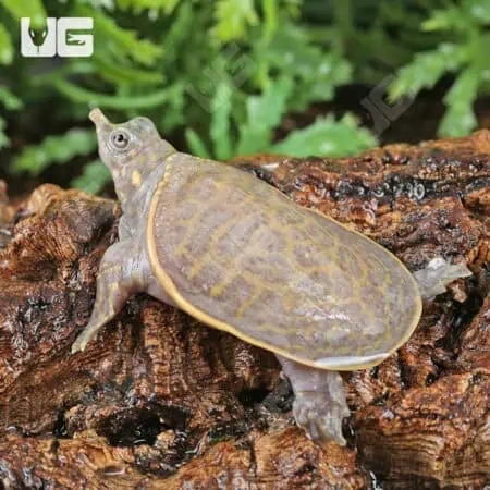 Baby Hypo Florida Softshell Turtles (Apalone ferox) For Sale - Underground Reptiles