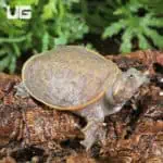 Baby Hypo Florida Softshell Turtles (Apalone ferox) For Sale - Underground Reptiles