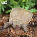 Baby Hypo Florida Softshell Turtles (Apalone ferox) For Sale - Underground Reptiles