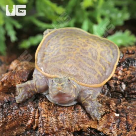 Baby Hypo Florida Softshell Turtles (Apalone ferox) For Sale - Underground Reptiles