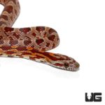 Baby Diffused Cornsnakes For Sale - Underground Reptiles