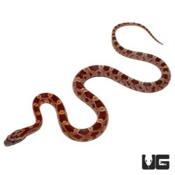 Baby Diffused Cornsnakes For Sale - Underground Reptiles