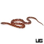 Baby Diffused Cornsnakes For Sale - Underground Reptiles