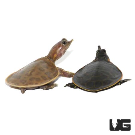 Baby Hypo Florida Softshell Turtles For Sale - Underground Reptiles