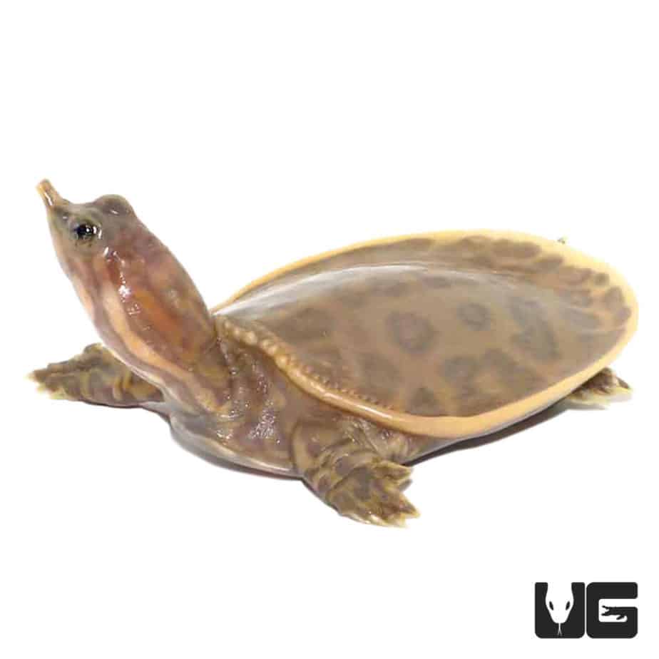 Baby Hypo Florida Softshell Turtle - Underground Reptiles