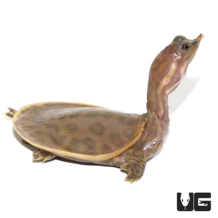 Baby Hypo Florida Softshell Turtle - Underground Reptiles