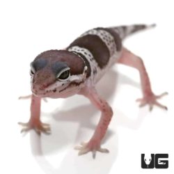 Mack Snow Jungle Leopard Geckos For Sale - Underground Reptiles