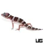 Mack Snow Jungle Leopard Geckos For Sale - Underground Reptiles