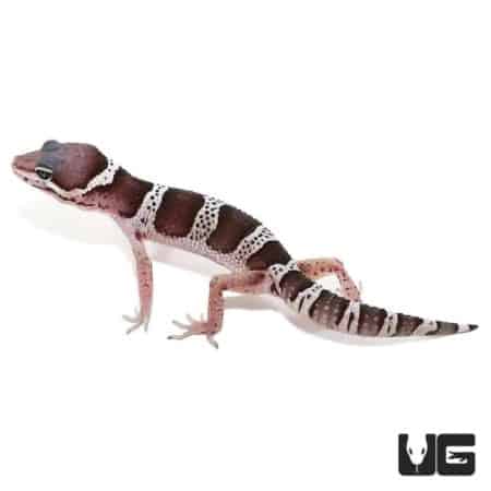 Mack Snow Jungle Leopard Geckos For Sale - Underground Reptiles